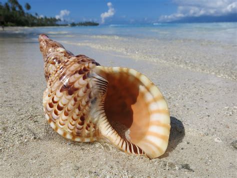The role of a magical conch in modern spirituality